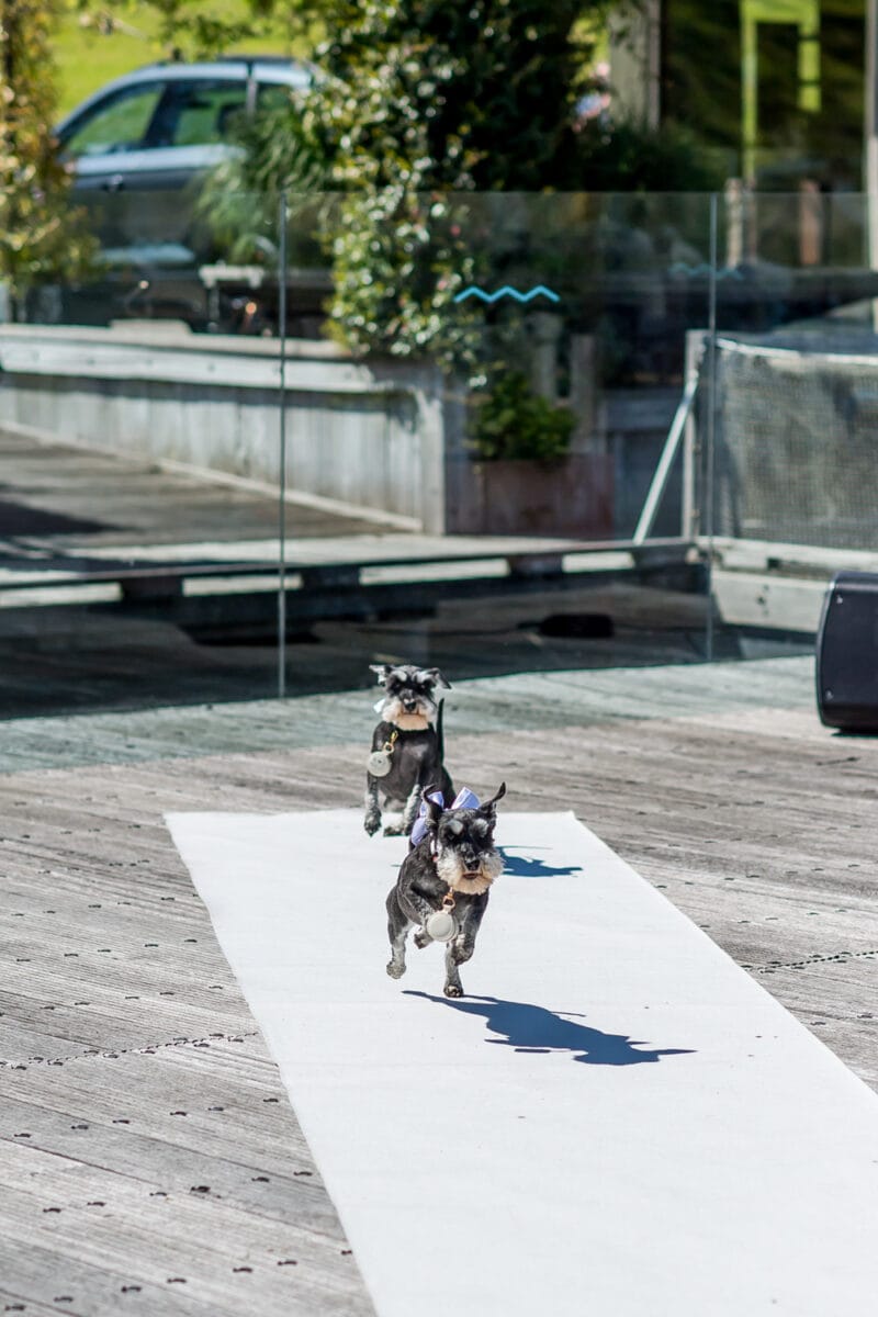 Twee kleine honden rennen energiek naast elkaar op een witte mat buiten bij Garnwerd aan Zee, met houten vlonder, glazen hekwerk, groen en geparkeerde auto op de achtergrond.